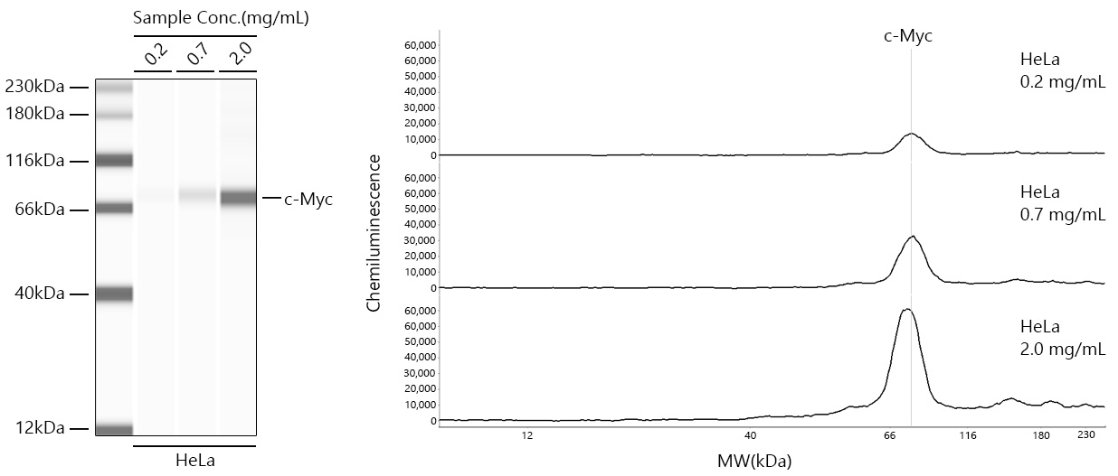 [KO Validated] c-Myc Rabbit mAb